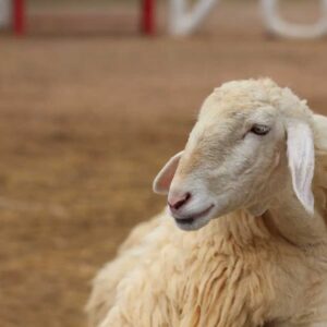 Damm (Dam) – Fidyah for Mistakes in Hajj or Umrah